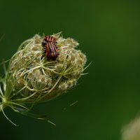 Intimità di 