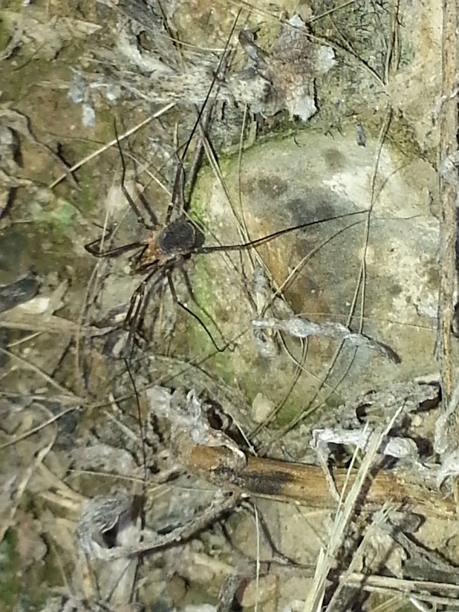 Harvestman