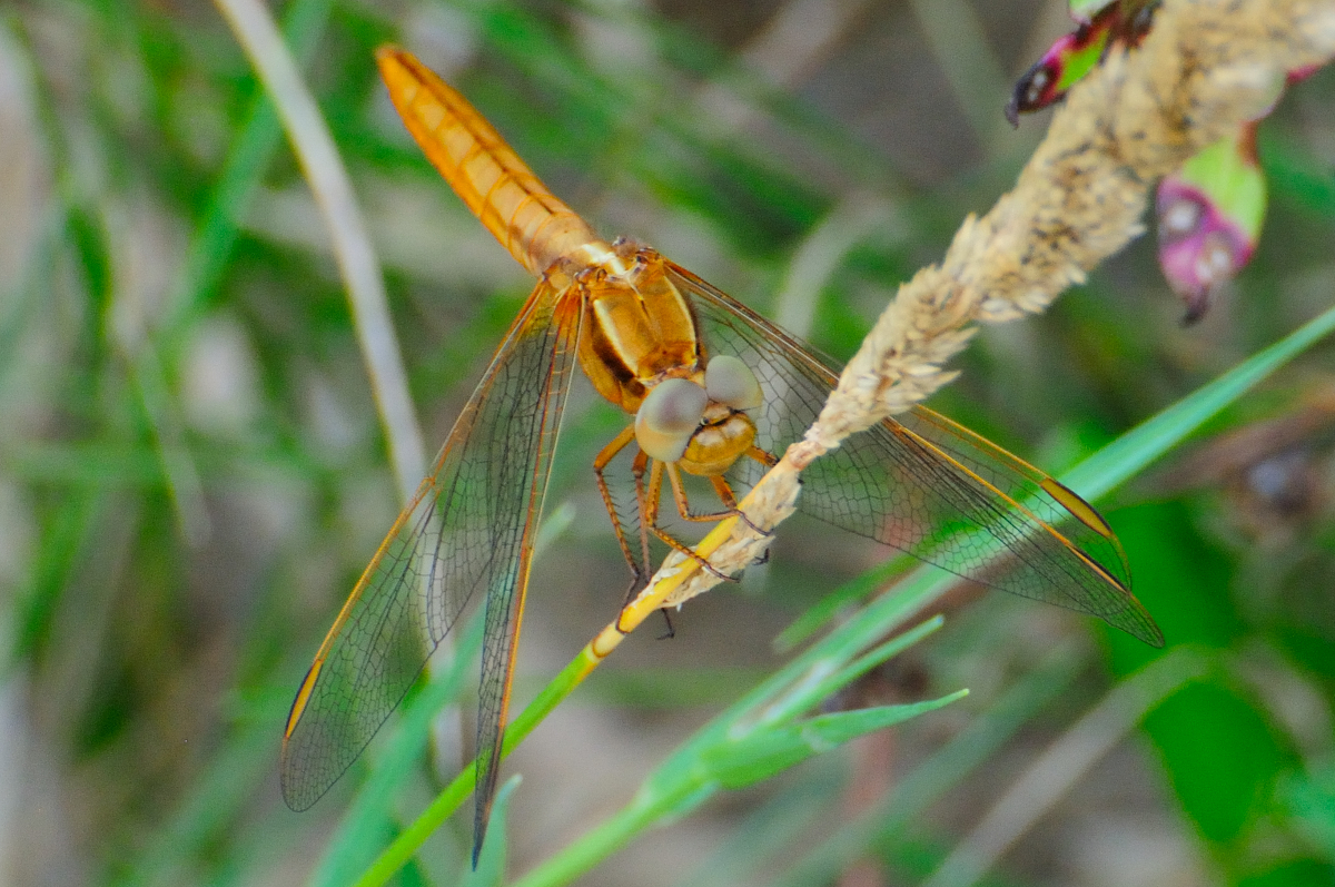 Scarlet Dragonfly; Libélula Escarlata