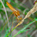 Scarlet Dragonfly; Libélula Escarlata