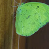 butterfly, common grass yellow