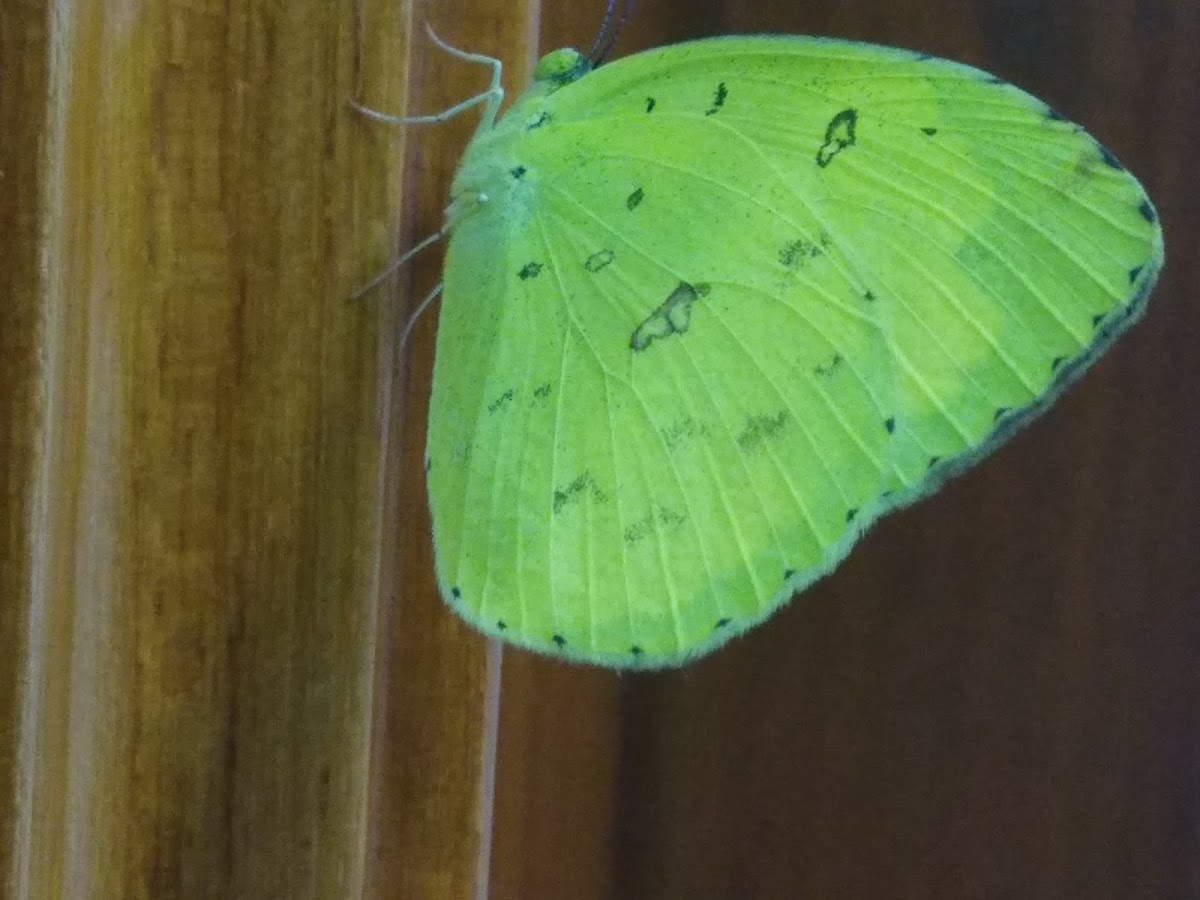 butterfly, common grass yellow