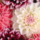 Dahlia Pop HD Flower New Tab Page Theme