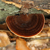 Resinous Polypore