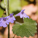 Ground Ivy