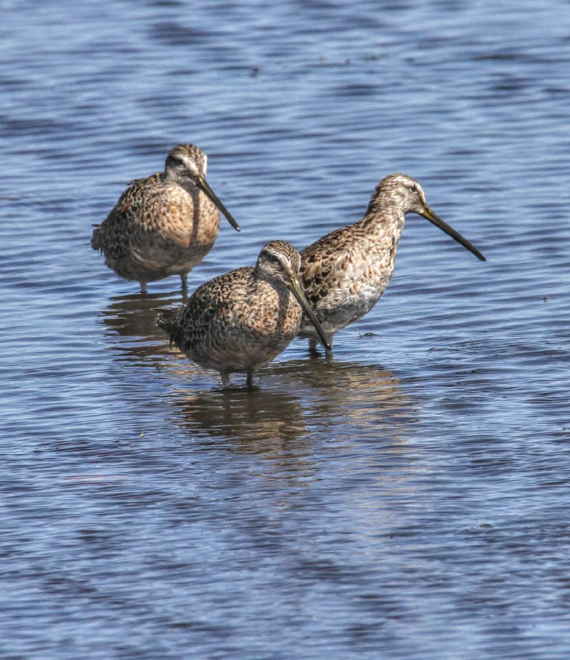 Short-billed Dowitcher