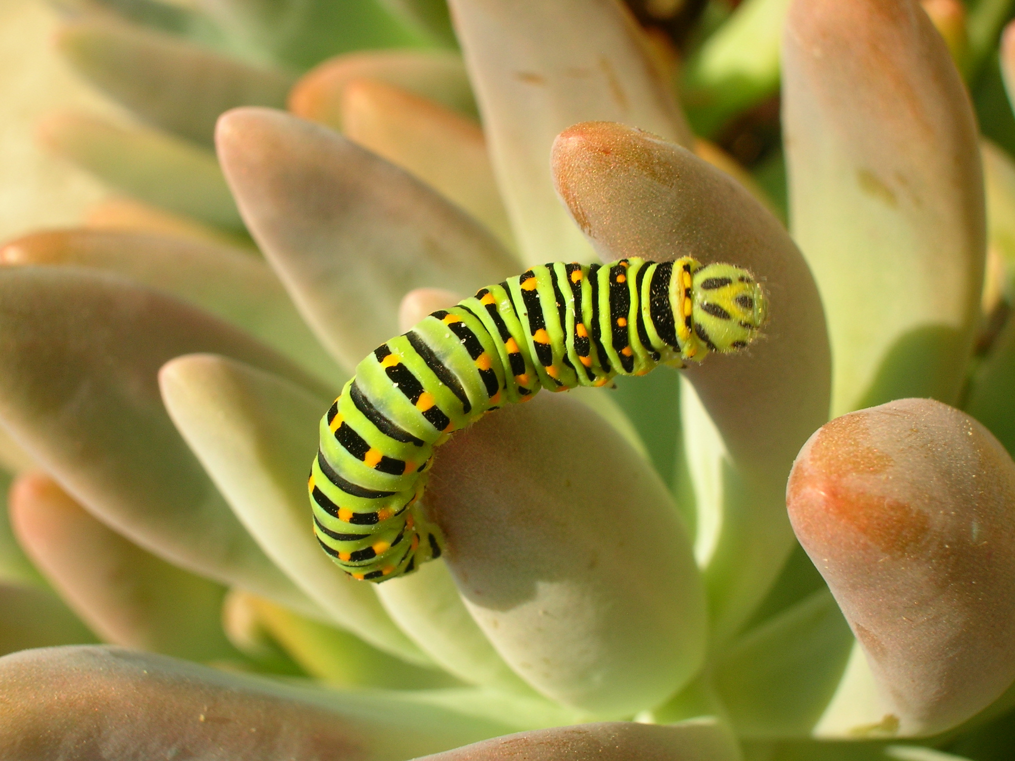 Machaon di MGM