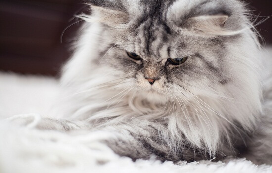 Persian Cat Health