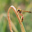 Okinawa Mud Wasp