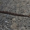 Copperhead