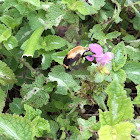 Hummingbird Hawk Moth