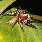 Giant Jumping Spider