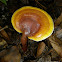 Ganoderma curtisii