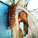 Giant Silk Moth