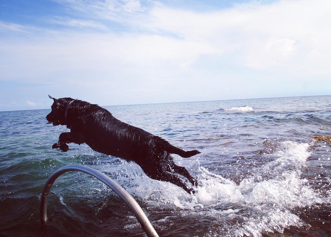 Il cane e il mare di Luana Iudica