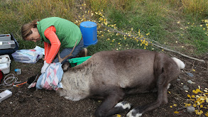 Caribou Down thumbnail