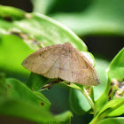 Geometer Moth