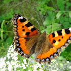 Small Tortoiseshell