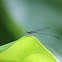 Stripe-headed Threadtail