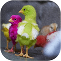 Chicks Wallpapers