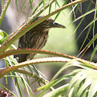 Black-Crowned Night-Heron