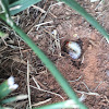 Japanese Beetle Grub