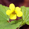 Downy Yellow Violet