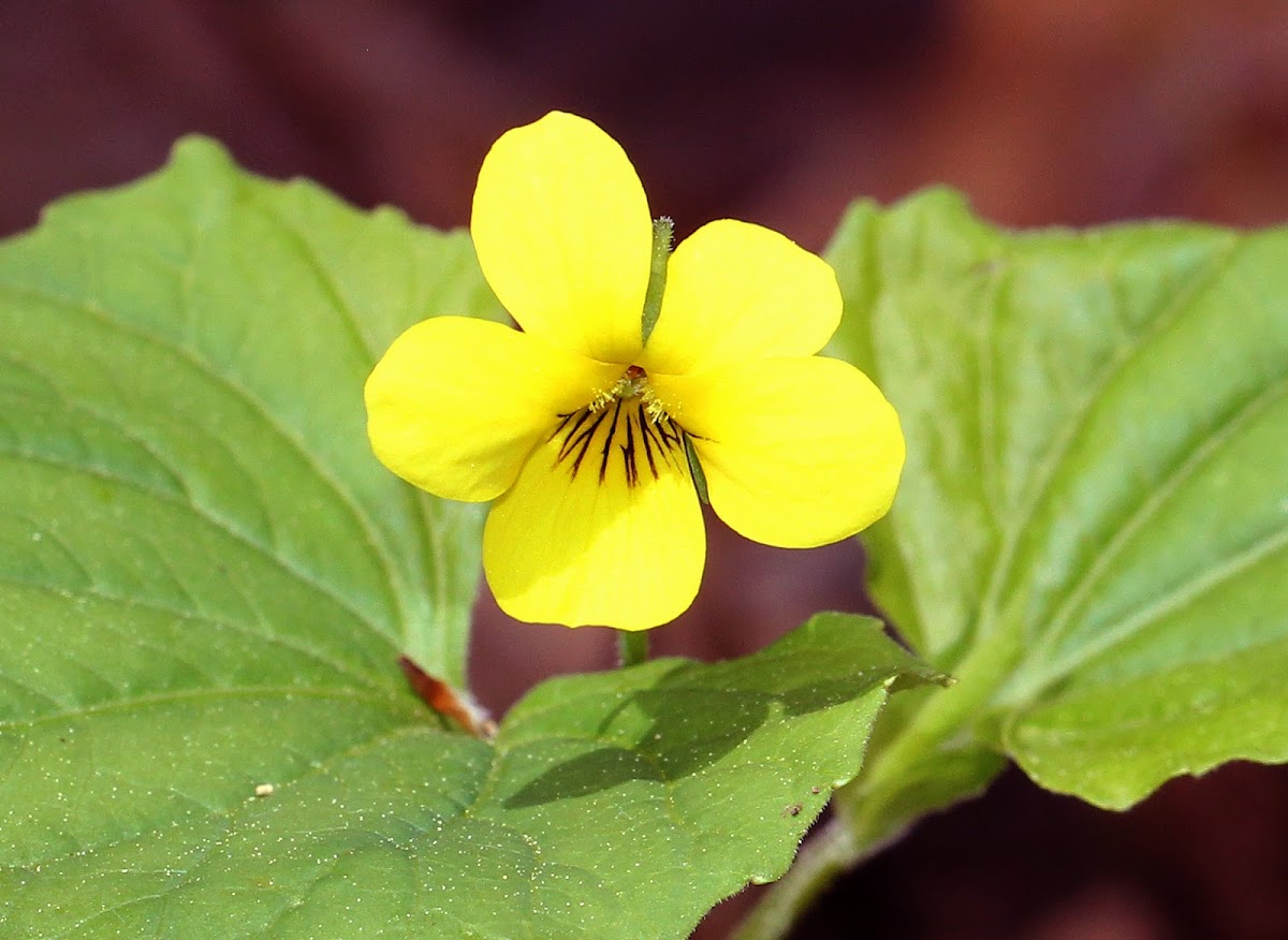 Downy Yellow Violet