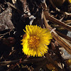 Common Dandelion