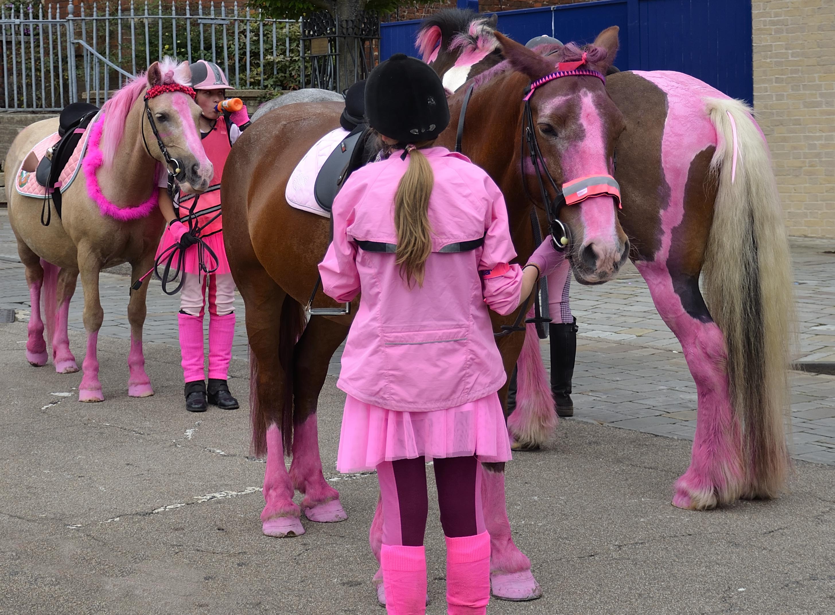 cavalli in rosa di walterferretti