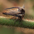 Treehopper