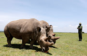 Najin (R) and her daughter Fatu, the last two northern white rhino females, graze near their enclosure at the Ol Pejeta Conservancy in Laikipia National Park, Kenya March 31, 2018.