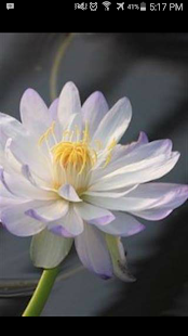 Water Lily Wallpaper HD(圖3)-速報App