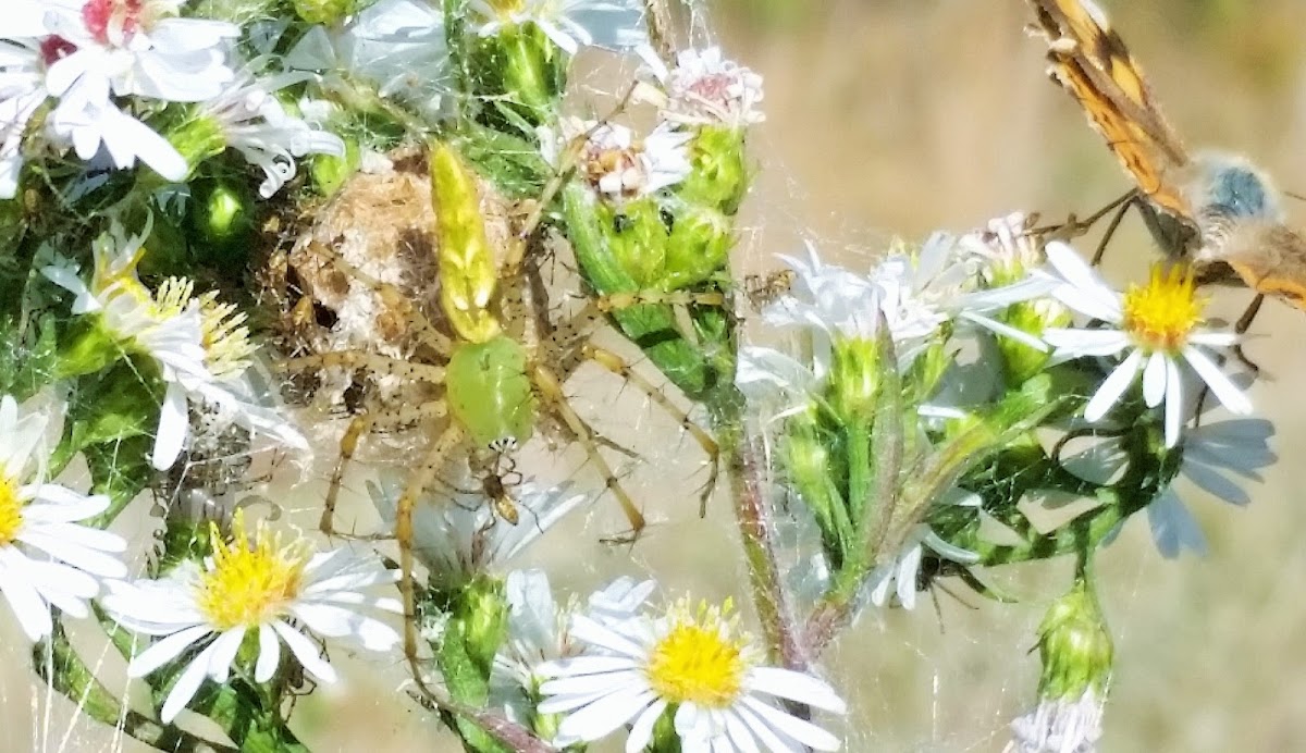 Green Lynx spider