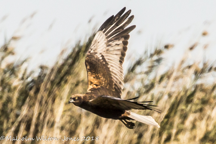 Marsh Harrier; Aguilucho Lagunero