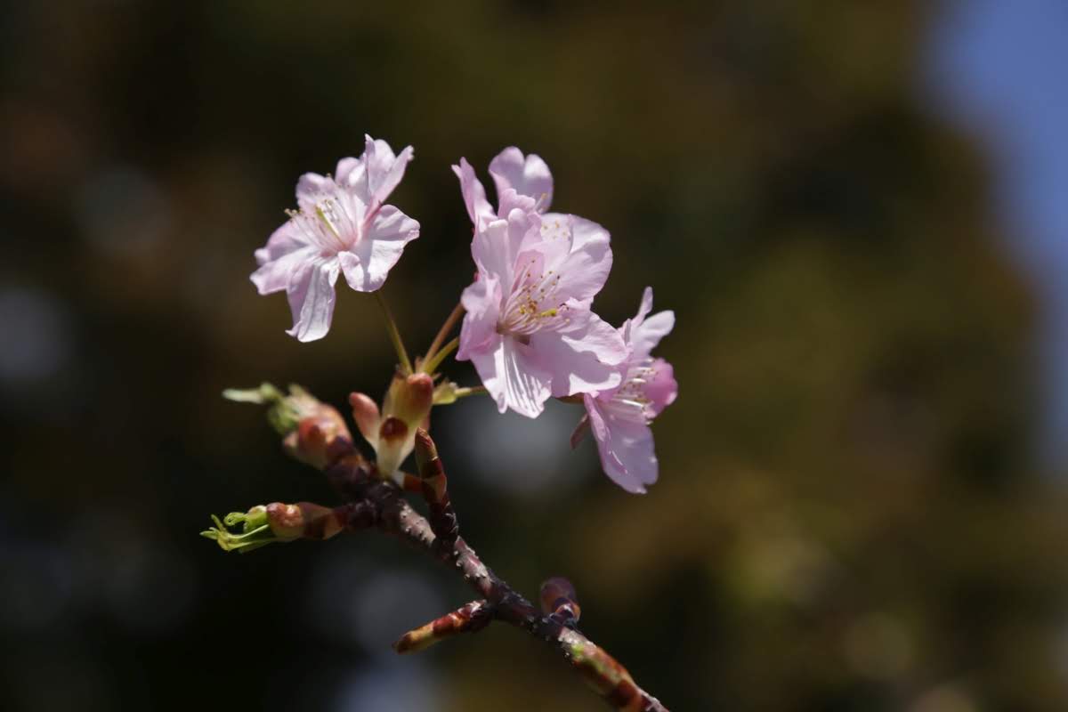 近所の河津桜が葉桜になりつつ 1001sec Murbo