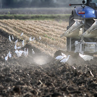 L'aratro traccia il solco....i guardabuoi aspettano di 