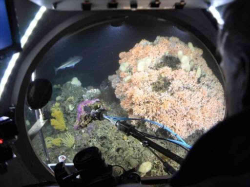 Cold water corals should be more resilient. AGENCIES