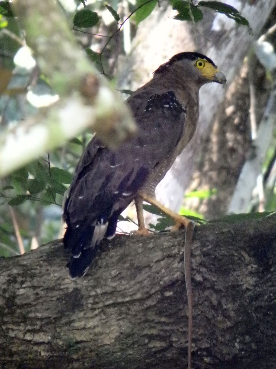 Crested Serpent Eagle