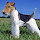 Fox Terrier Themes & New Tab