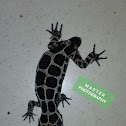 Giri’s Geckoella