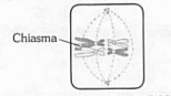 Cell Division