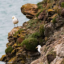 Herring Gull