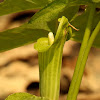 Jack-in-the-pulpit