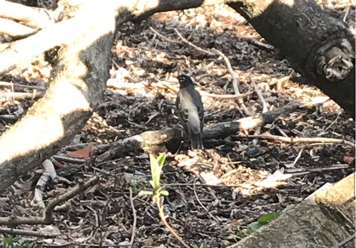 American Robin