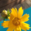 Coreopsis sp.