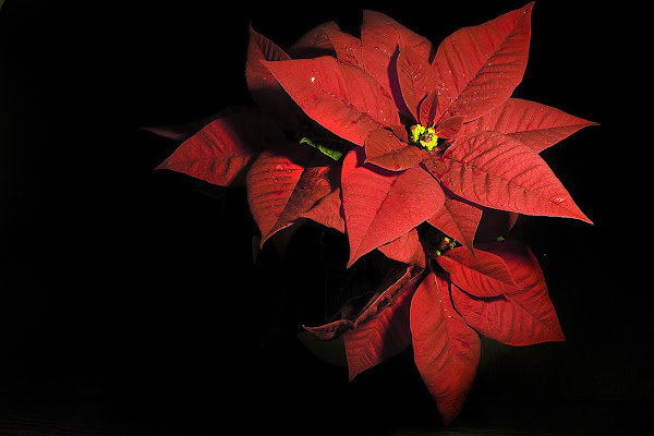 Red flowers in the shadow di Claudio Bottini