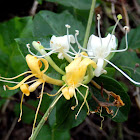 Japanese Honeysuckle