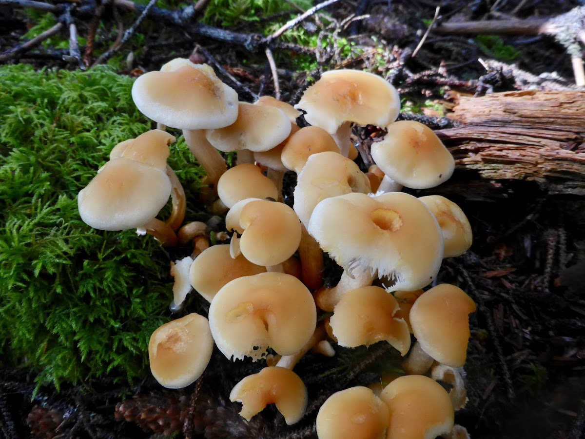 Hypholoma Mushroom