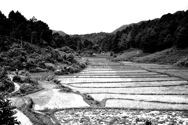 le Risaie  di elChileno